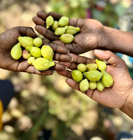 The Indigenous Wisdom behind Kakadu Plum